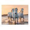 Cuadro Tela Canvas 50x38 